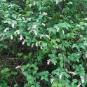 Neillia sinensis P2A